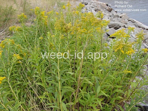goldenrod, Canada